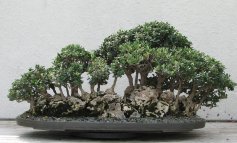 Olivo, il bonsai mediterraneo