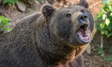 Il TAR salva l’ orso marsicano: stop alla caccia