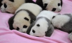 Dentro la Panda Valley, il centro per la reintroduzione in natura della specie