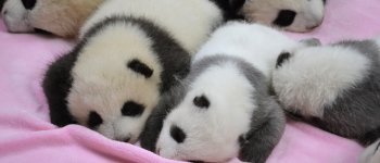 Dentro la Panda Valley, il centro per la reintroduzione in natura della specie