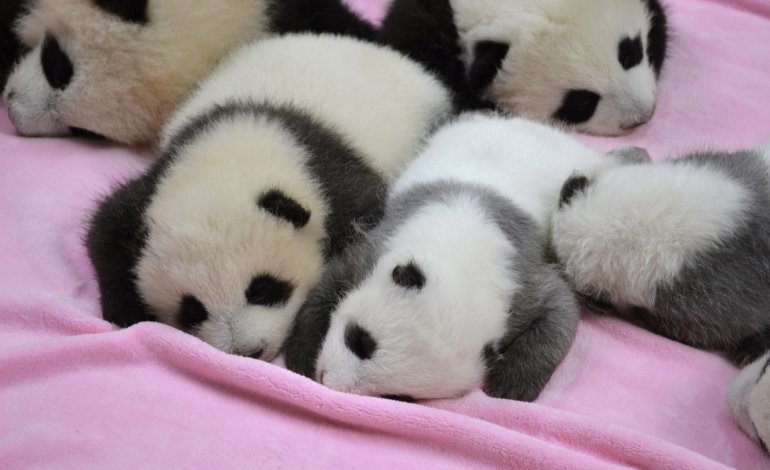 Dentro la Panda Valley, il centro per la reintroduzione in natura della specie