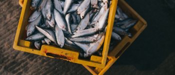 L’urlo dei pesci: l’indagine che mostra il lato nascosto dell’acquacoltura