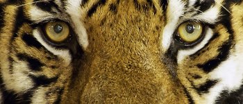 Uccisa una Tigre di Sumatra: aspettava due cuccioli