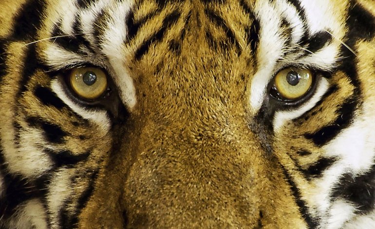 Uccisa Una Tigre Di Sumatra Aspettava Due Cuccioli La Rivista Della Natura