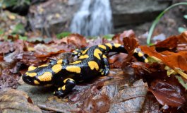 La salamandra pezzata, bella ma poco fotogenica