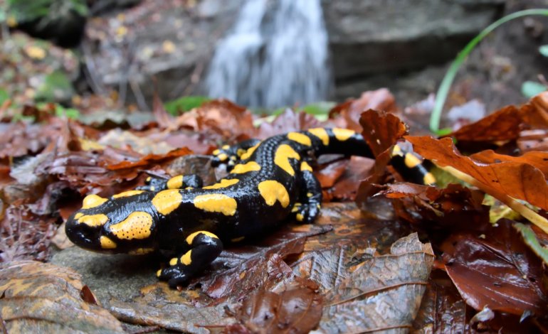 La salamandra pezzata, bella ma poco fotogenica