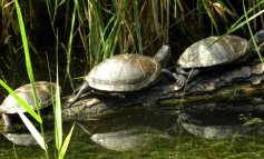 Testuggine palustre europea, la tartaruga delle nostre lagune