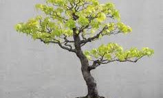 Liquidambar formosana, il bonsai autunnale