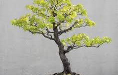 Liquidambar formosana, il bonsai autunnale