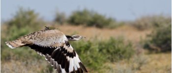 Ubara, specie minacciata dalla falconeria araba