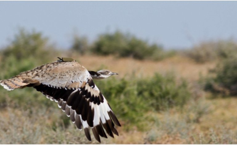 Ubara, specie minacciata dalla falconeria araba