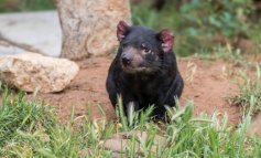 Un crowdfunding per curare il diavolo della Tasmania