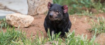 Un crowdfunding per curare il diavolo della Tasmania