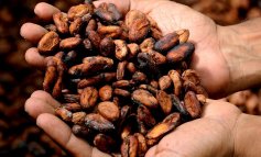 Cacao, noci e partecipazione: la ricetta boliviana per salvare l'Amazzonia