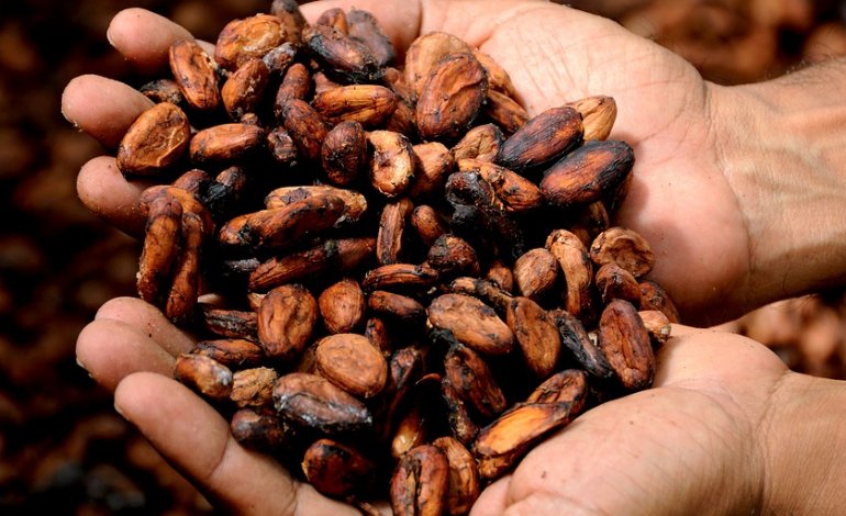 Cacao, noci e partecipazione: la ricetta boliviana per salvare l’Amazzonia