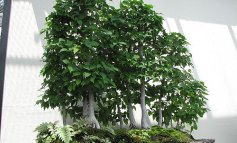 Betulla, il bonsai più elegante