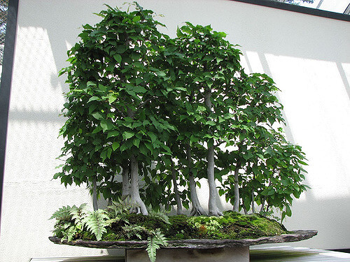 Betulla, il bonsai più elegante