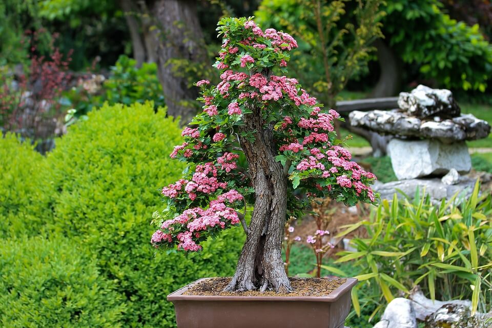 Ciliegio, delicato bonsai - La Rivista della Natura