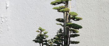 Ginepro, il bonsai elegante