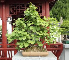 Ginkgo Biloba, il fossile bonsai