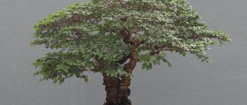 Olmo cinese, il bonsai perfetto per i neofiti