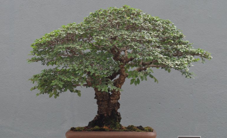 Olmo cinese, il bonsai perfetto per i neofiti