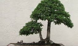 Olmo, il bonsai rigoglioso