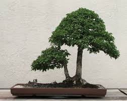 Olmo, il bonsai rigoglioso