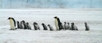 Troupe televisiva salva i pinguini in difficoltà: giusto o sbagliato?