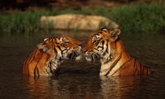 La tigre torna a ruggire: la popolazione potrebbe triplicare