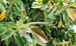 Ficus elastica, la pianta che depura l'aria
