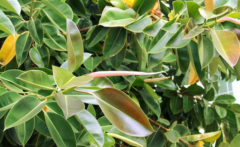 Ficus elastica, la pianta che depura l’aria