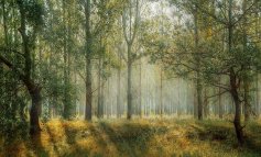 Nella foresta l’eco ancestrale di forze primarie