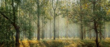 Nella foresta l’eco ancestrale di forze primarie