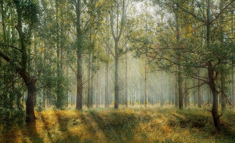 Nella foresta l’eco ancestrale di forze primarie