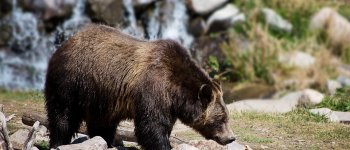 Il fine settimana nero della Natura: uccisi un lupo e un orso