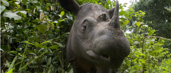 Rinoceronte di Sumatra, la sopravvivenza è appesa a un filo