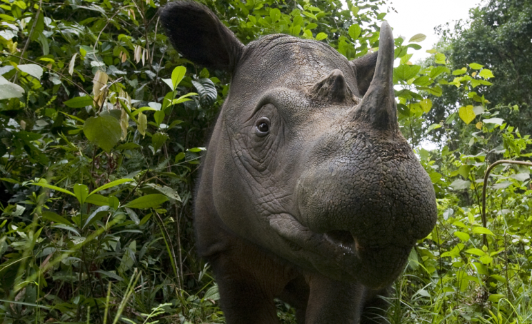 Rinoceronte di Sumatra, la sopravvivenza è appesa a un filo