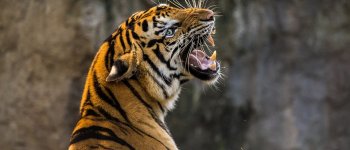 Incidente sull’A30, coinvolte sette tigri del circo