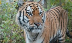 I conflitti per la terra che causano l’80% delle morti della tigre dell’Amur