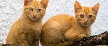 Accumulatori di animali, a Bologna sequestrati 10 gatti