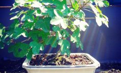 Acero campestre, il bonsai rustico
