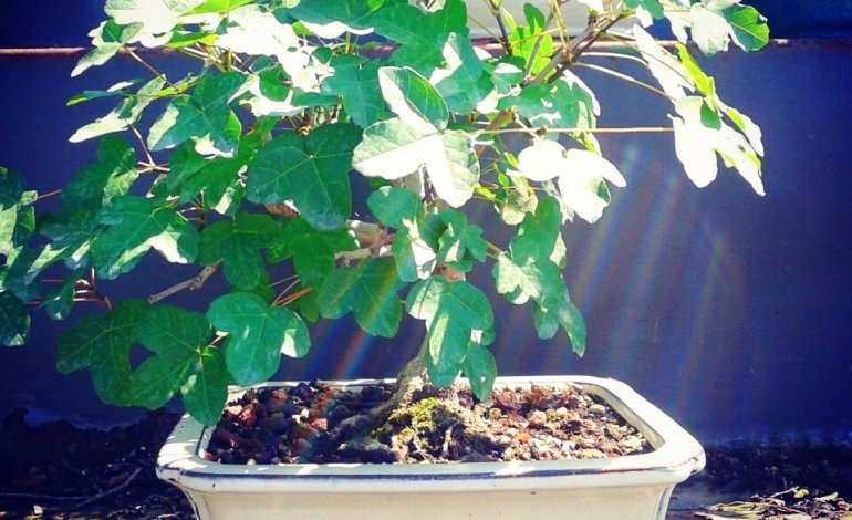 Acero campestre, il bonsai rustico