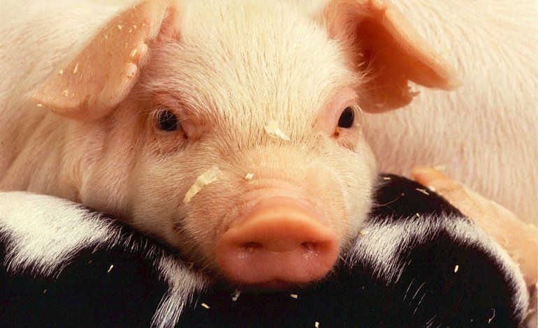 Le etichette ingannevoli che ci illudono sul benessere degli animali negli allevamenti