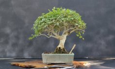Frassino, il bonsai resistente e vigoroso