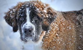 Come proteggere dal freddo i nostri pet
