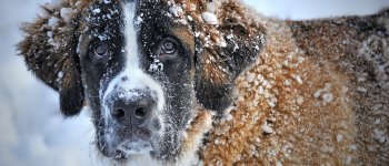 Come proteggere dal freddo i nostri pet
