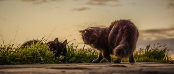 Il paese vietato ai gatti: così si salva la biodiversità
