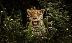 Jaguar 2030: il piano d’azione per salvare il giaguaro