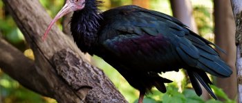 Bracconaggio, ucciso a fucilate un raro ibis eremita